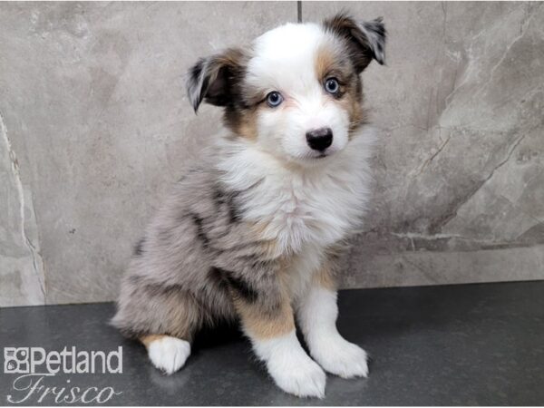 Minature Australian Shepherd-DOG-Male-Blue Merle-28395-Petland Frisco & Mckinney, Texas