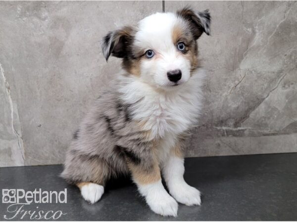 Minature Australian Shepherd DOG Male Blue Merle 28395 Petland Frisco, Texas