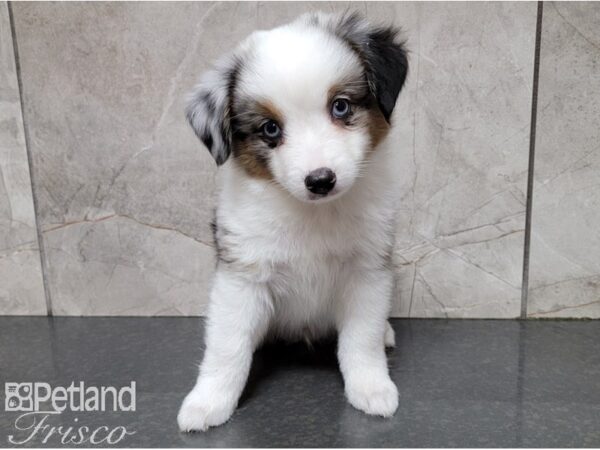 Minature Australian Shepherd DOG Male Blue Merle 28394 Petland Frisco, Texas