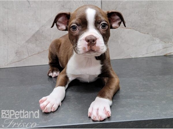 Boston Terrier DOG Male Seal and White 28376 Petland Frisco, Texas