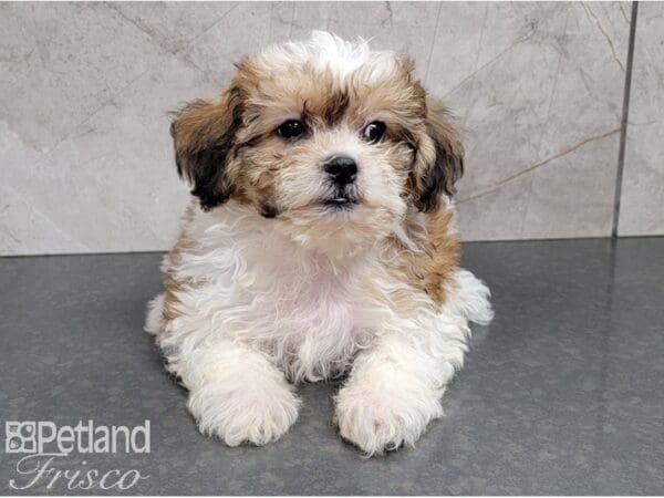 Teddy Bear-DOG-Female-Brown and White Parti-28331-Petland Frisco, Texas