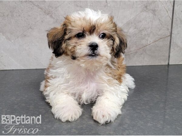 Teddy Bear DOG Female Brown and White Parti 28331 Petland Frisco, Texas