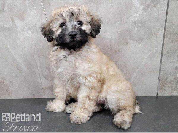Miniature Poodle-DOG-Female-Apricot Sable-28317-Petland Frisco & Mckinney, Texas