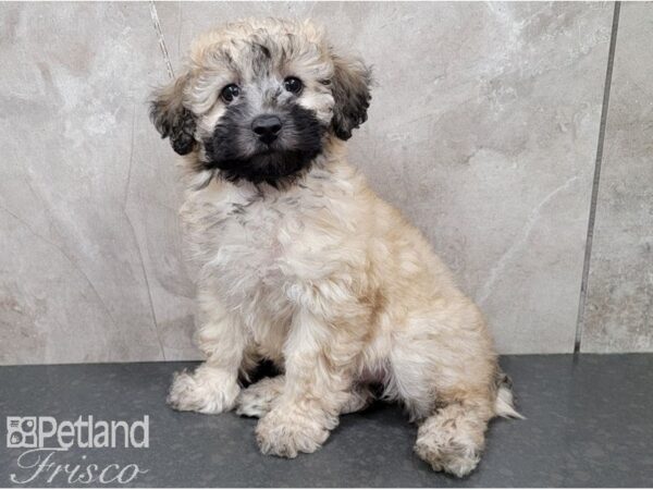 Miniature Poodle-DOG-Female-Apricot Sable-28317-Petland Frisco, Texas