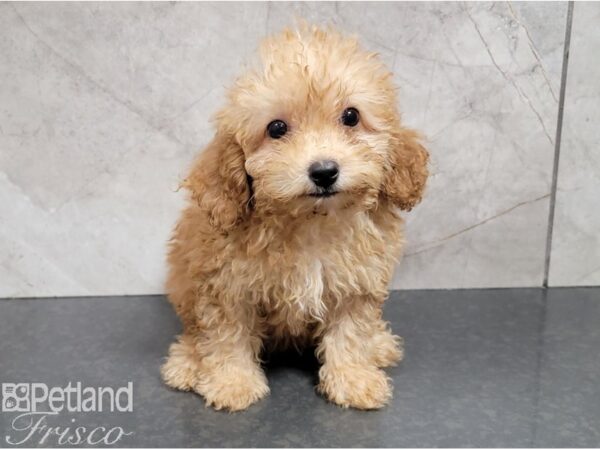 Miniature Poodle-DOG-Female-Cream-28333-Petland Frisco & Mckinney, Texas