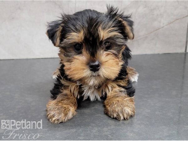 Yorkshire Terrier-DOG-Male-Black and Tan-28404-Petland Frisco & Mckinney, Texas