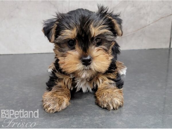 Yorkshire Terrier-DOG-Male-Black and Tan-28404-Petland Frisco, Texas