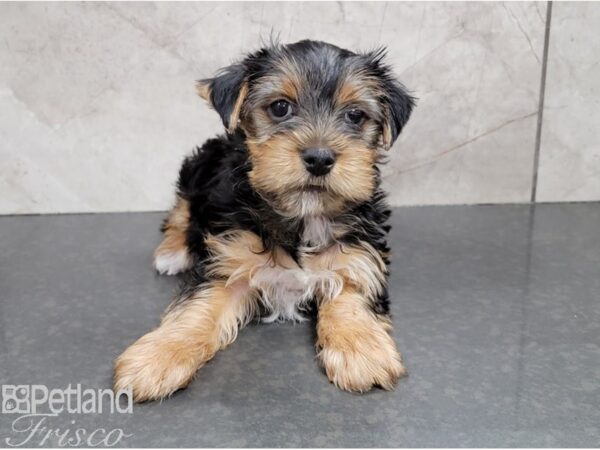 Yorkshire Terrier-DOG-Male-Black and Tan-28405-Petland Frisco, Texas