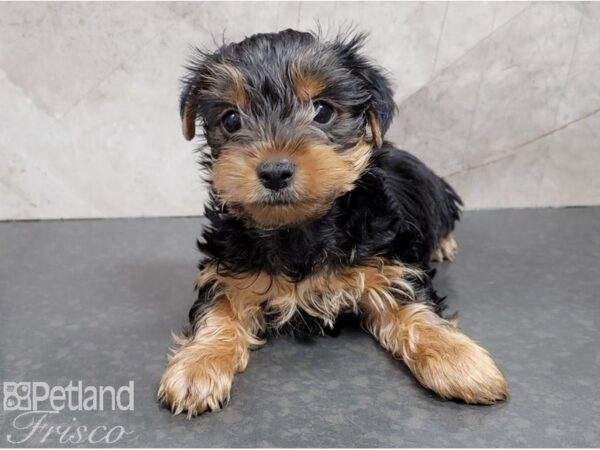 Yorkshire Terrier-DOG-Male-Black and Tan-28406-Petland Frisco & Mckinney, Texas