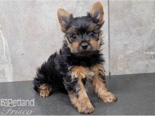 Yorkshire Terrier-DOG-Male-Black and Tan-28407-Petland Frisco & Mckinney, Texas