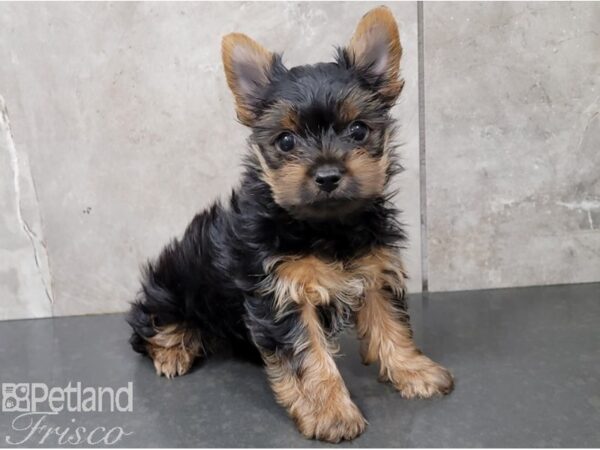 Yorkshire Terrier-DOG-Male-Black and Tan-28407-Petland Frisco, Texas