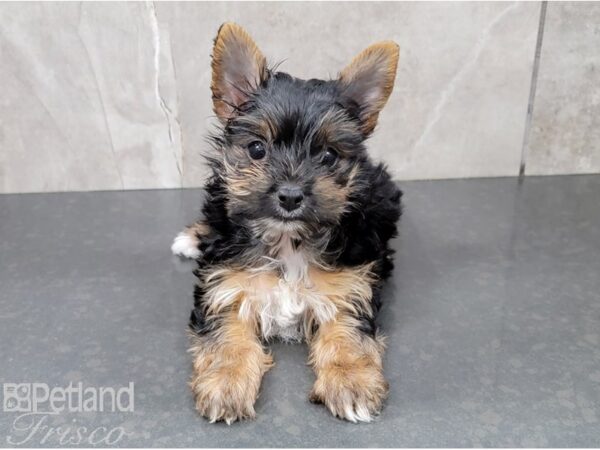 Yorkshire Terrier-DOG-Female-Black and Tan-28408-Petland Frisco & Mckinney, Texas