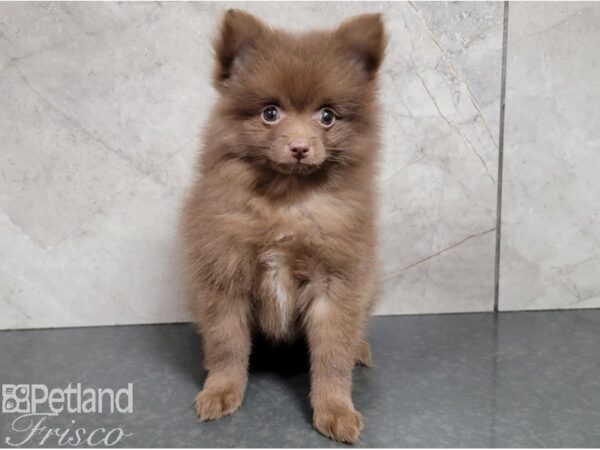 Pomeranian-DOG-Male-Chocolate-28409-Petland Frisco, Texas