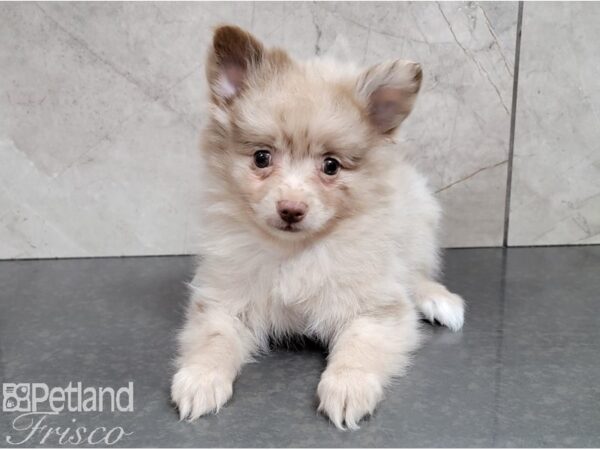 Pomeranian-DOG-Male-Red Merle-28410-Petland Frisco & Mckinney, Texas