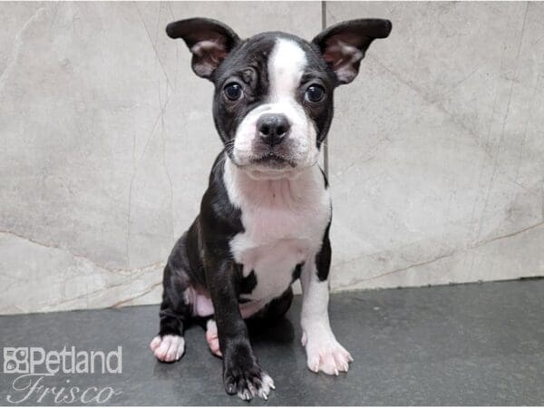Boston Terrier-DOG-Female-Black Brindle and White-28412-Petland Frisco, Texas
