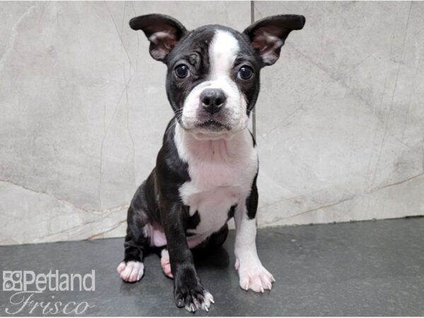 Boston Terrier DOG Female Black Brindle and White 28412 Petland Frisco, Texas