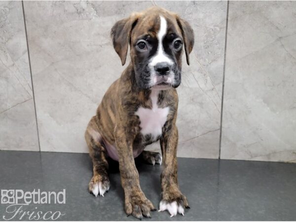 Boxer DOG Male Brindle 28413 Petland Frisco, Texas