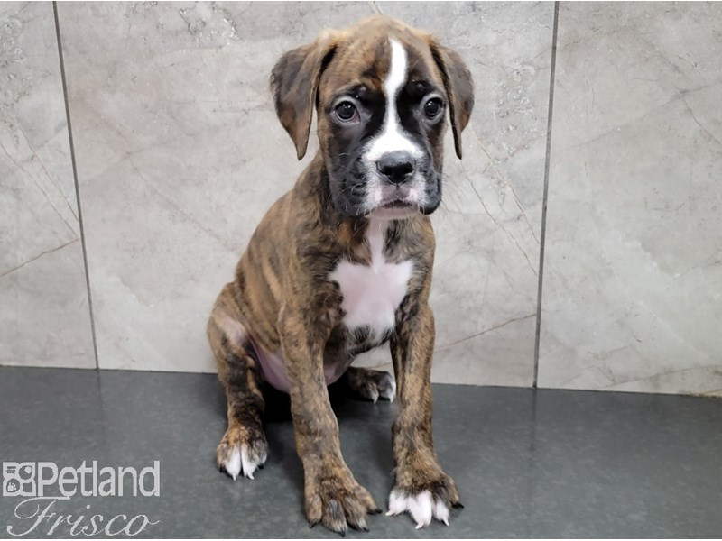 Brindle boxer puppies shop near me