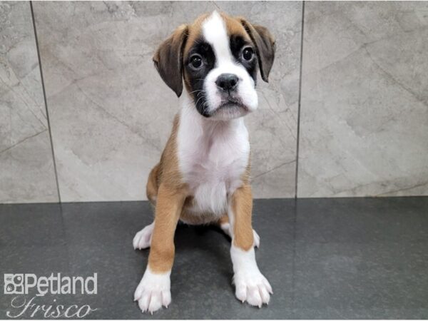 Boxer DOG Female Fawn 28414 Petland Frisco, Texas