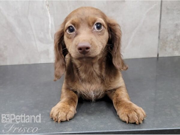 Miniature Dachshund-DOG-Female-Chocolate-28415-Petland Frisco & Mckinney, Texas