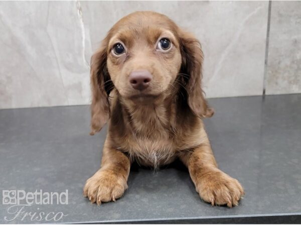 Miniature Dachshund-DOG-Female-Chocolate-28415-Petland Frisco, Texas