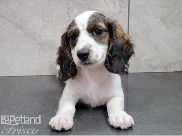 Miniature Dachshund-DOG-Female-White and Sable-28416-Petland Frisco & Mckinney, Texas