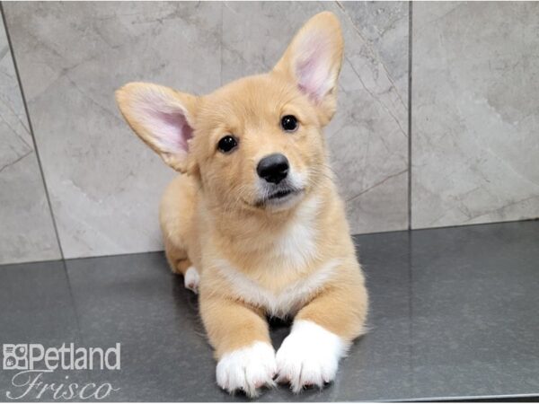 Pembroke Welsh Corgi-DOG-Female-Red/White-28417-Petland Frisco, Texas