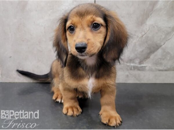 Miniature Dachshund-DOG-Female-Red Sable-28418-Petland Frisco, Texas