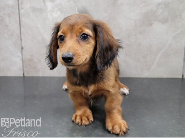 Miniature Dachshund-DOG-Female-Red Sable-28419-Petland Frisco, Texas