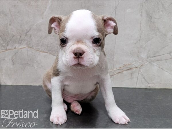 Boston Terrier-DOG-Male-Champagne-28420-Petland Frisco & Mckinney, Texas