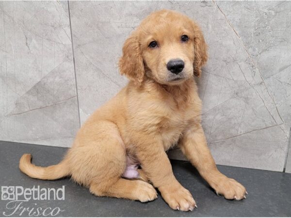 Golden Retriever-DOG-Male-Golden-28421-Petland Frisco & Mckinney, Texas