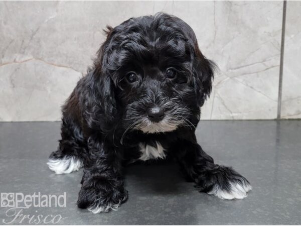 Schnoodle DOG Female Black and White 28422 Petland Frisco, Texas