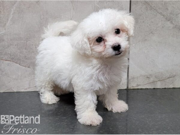 Bichon Frise DOG Female White 28424 Petland Frisco, Texas