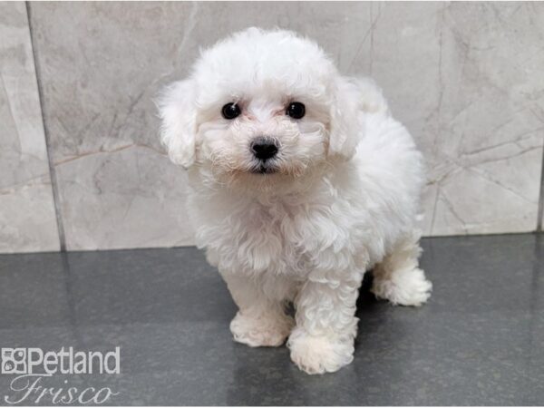 Bichon Frise DOG Female White 28425 Petland Frisco, Texas