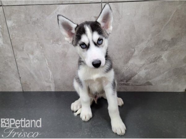 Siberian Husky DOG Male Black and White 28426 Petland Frisco, Texas