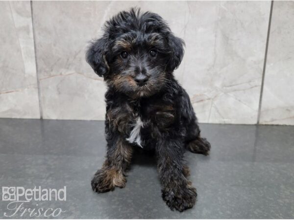 Yorkiepoo-DOG-Male-Black and Tan-28428-Petland Frisco, Texas