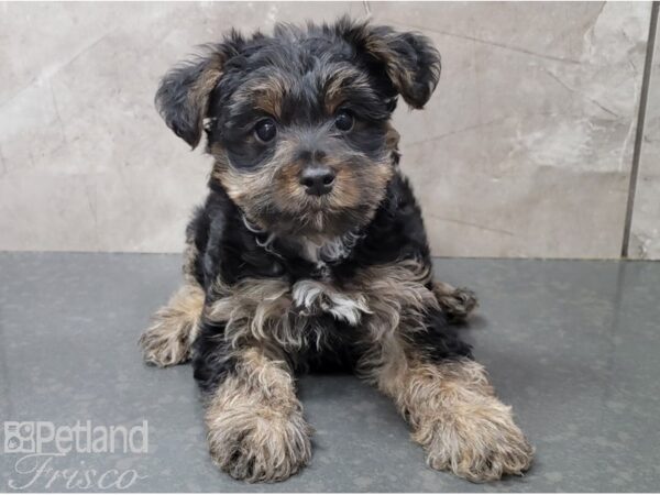 Yorkiepoo-DOG-Female-Black and Tan-28429-Petland Frisco, Texas