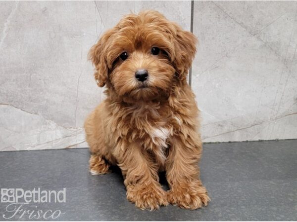 Miniature Goldendoodle 2nd Gen DOG Female Dark Gold 28430 Petland Frisco, Texas