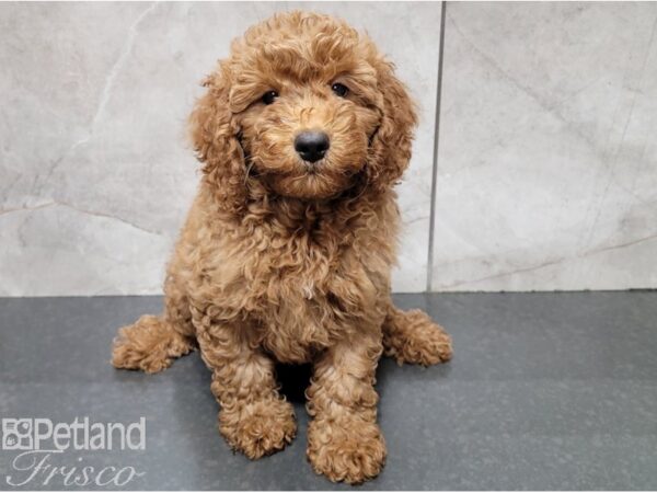 Miniature Goldendoodle 2nd Gen DOG Male Dark Gold 28431 Petland Frisco, Texas