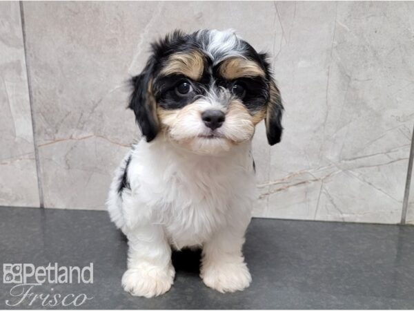 Cavachon DOG Female Black, White and Tan 28432 Petland Frisco, Texas