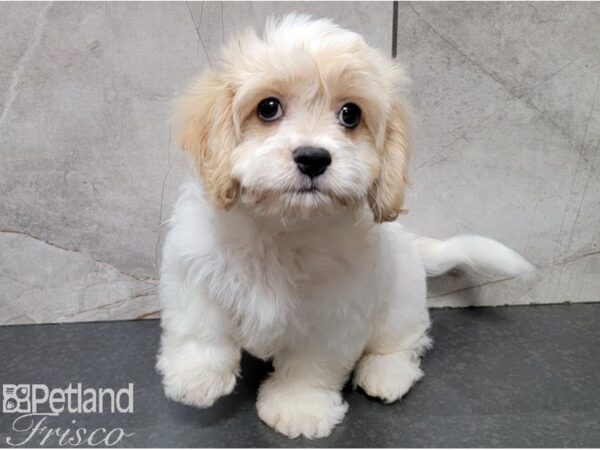 Cavachon DOG Male Blenheim 28433 Petland Frisco, Texas