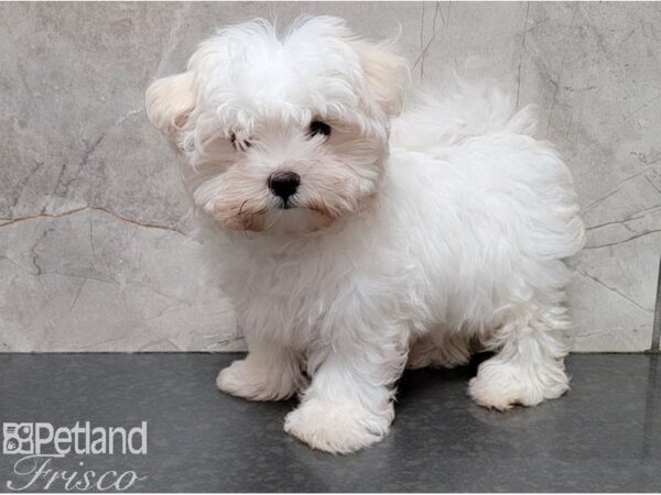 Maltese-DOG-Female-White-28434-Petland Frisco, Texas