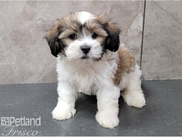 Teddy Bear DOG Male Gold and White 28435 Petland Frisco, Texas