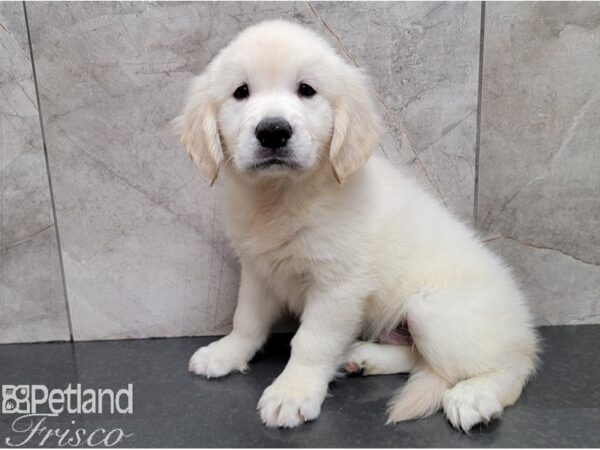 Golden Retriever-DOG-Male-Cream-28436-Petland Frisco, Texas