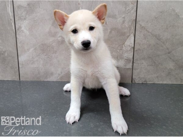 Shiba Inu DOG Female Cream 28437 Petland Frisco, Texas