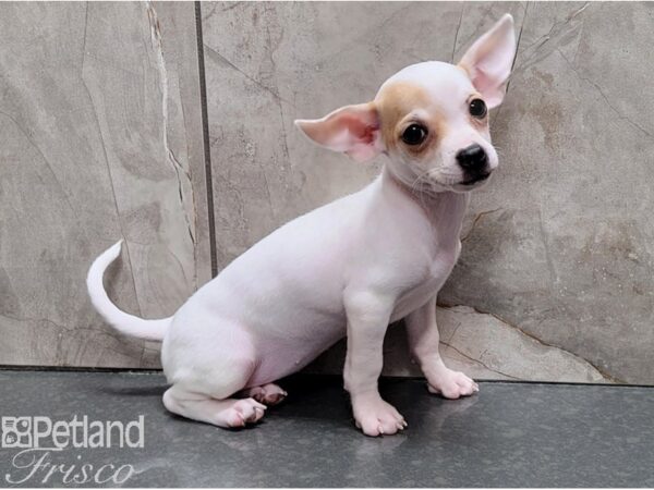 Chihuahua-DOG-Female-White and Fawn-28423-Petland Frisco, Texas