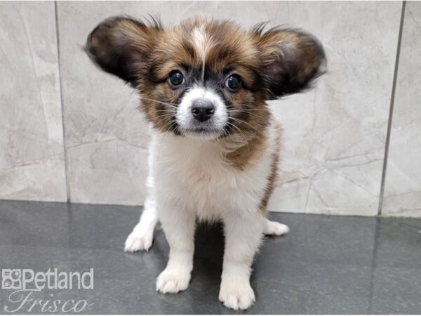 Papillon-DOG-Female-Tri-28438-Petland Frisco & Mckinney, Texas
