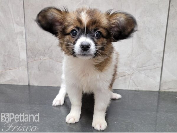 Papillon DOG Female Tri 28438 Petland Frisco, Texas