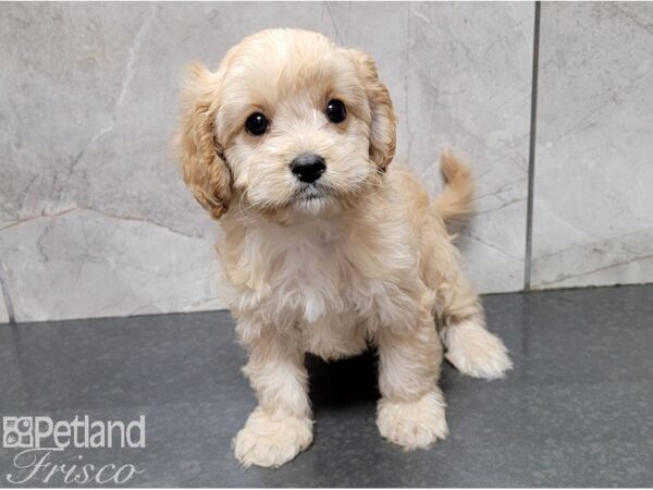 Cavapoo DOG Male Apricot 28439 Petland Frisco, Texas