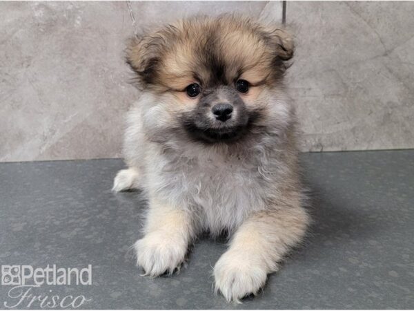 Pomeranian-DOG-Male-Cream and Sable-28440-Petland Frisco & Mckinney, Texas